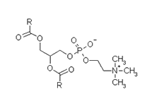 Molecular structure of Lecithin