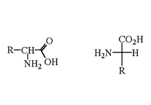 Molecular structure of Amino Acids